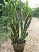 Decorative Plants